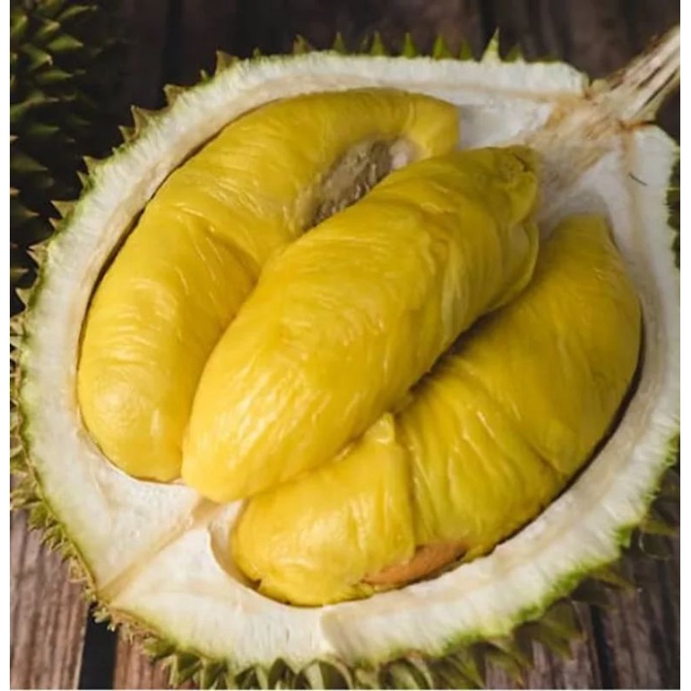 DURIAN MUSANGKING  BIBIT DURIAN MUSANGKING BIBIT AKULASI  PAKET  BIBIT MUSANGKING  BIBIT DURIAN MUSA