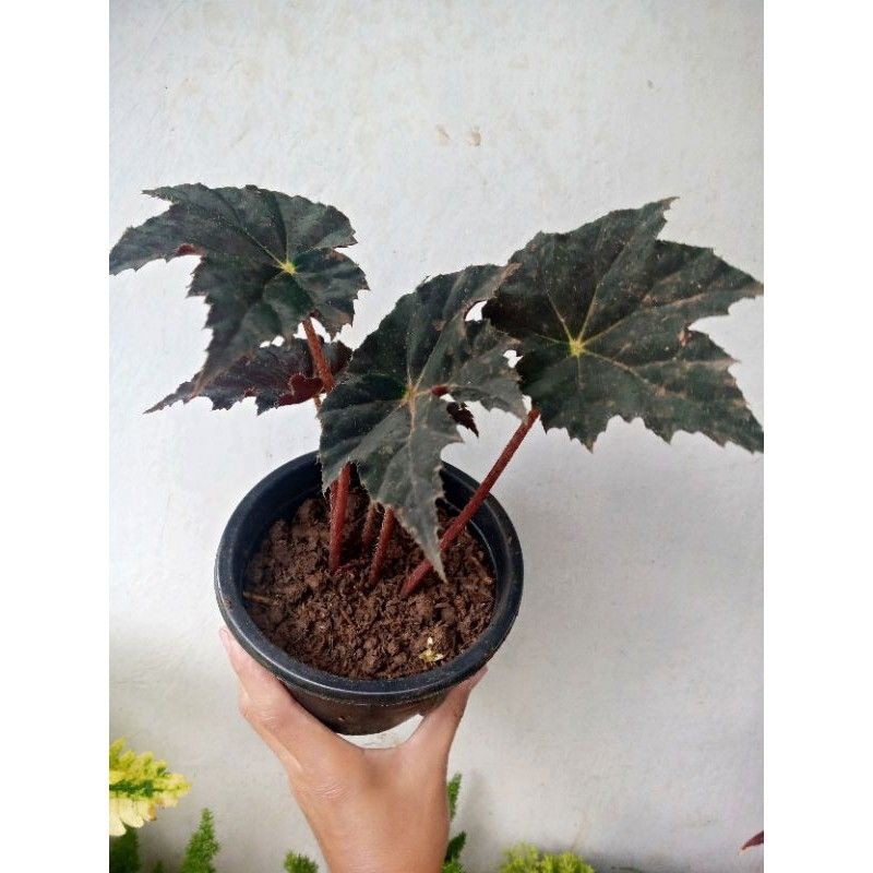 Tanaman Hias Begonia Black Velvet - Tanaman Bunga Hias Begonia BlackVelvet - Begonia Hitam