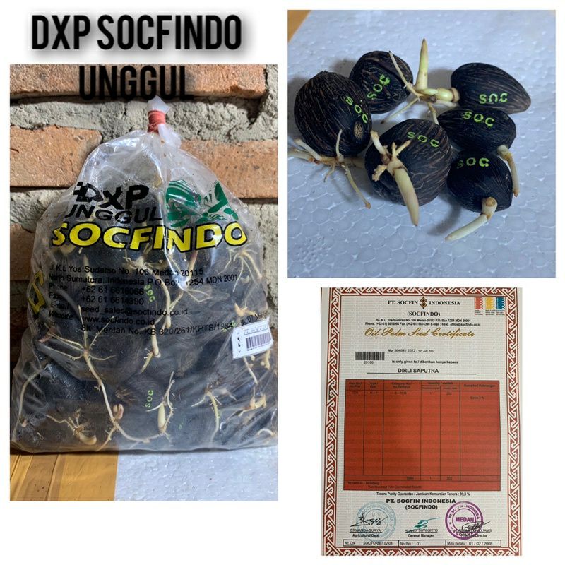 Jual Bibit Benih Kecambah Polong Kelapa Sawit Dxp Socfindo Original