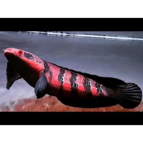 ikan channa maru red barito asli grade A - 5-6 cm
