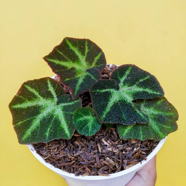 tanaman hias begonia soli mutata