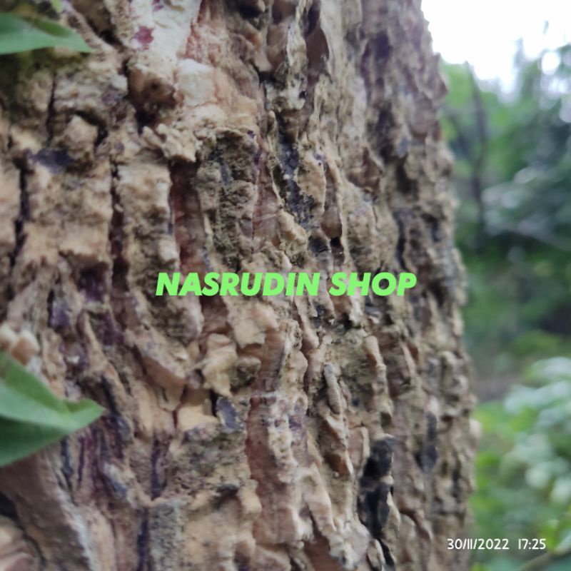 

KULIT KAYU LAME SEGAR | KULIT KAYU PULE UNTUK OBAT HERBAL