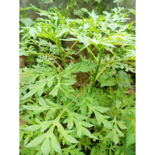

kenikir segar500gram