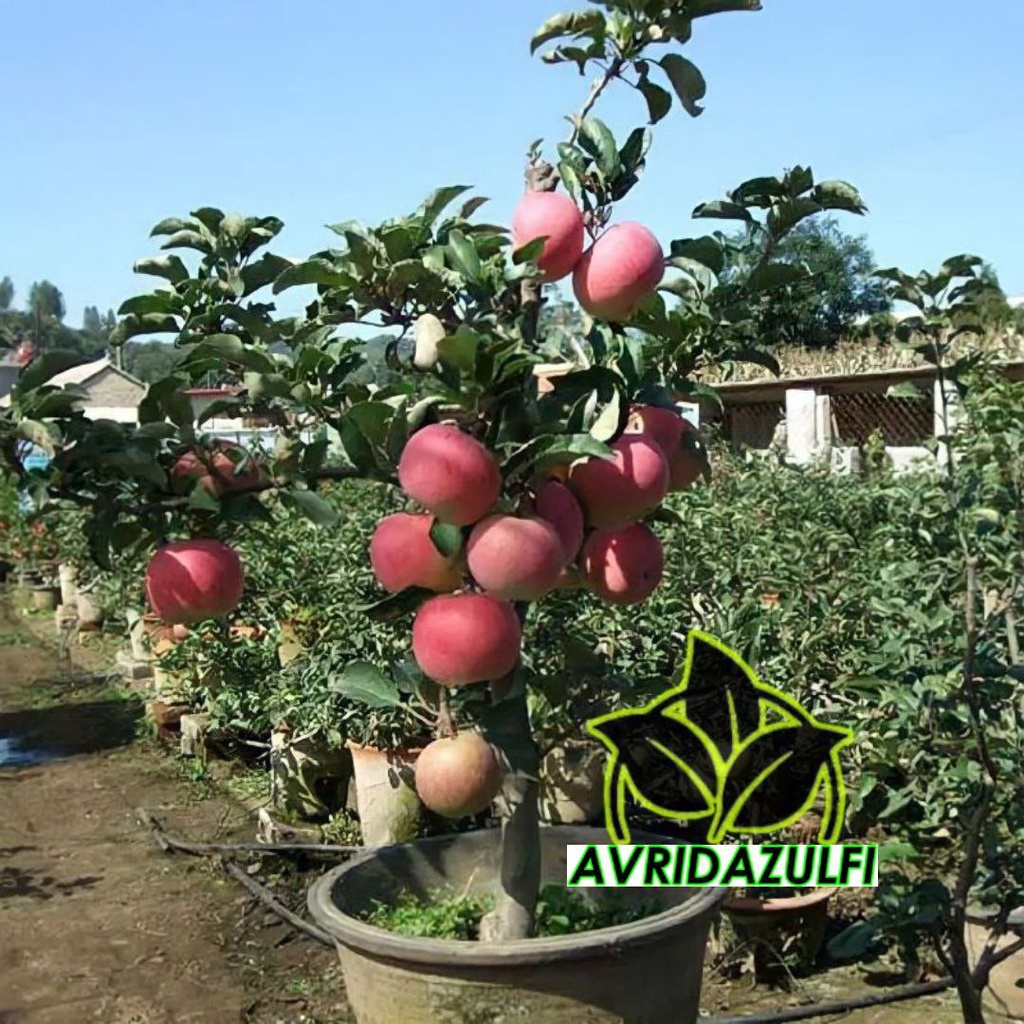 bibit apel fuji merah siap berbuah berkualitas
