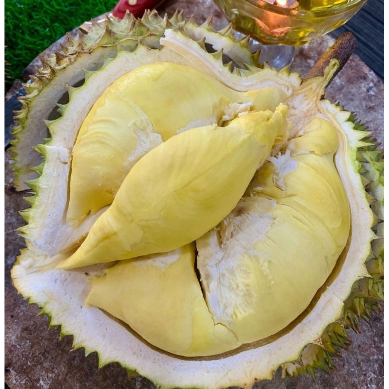 Bibit Durian Musangking Tinggi 1 Meter Batang Besar Siap berbuah