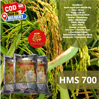 Benih Padi Unggul  HMS700 / Bibit Padi Unggul HMS700 1kg