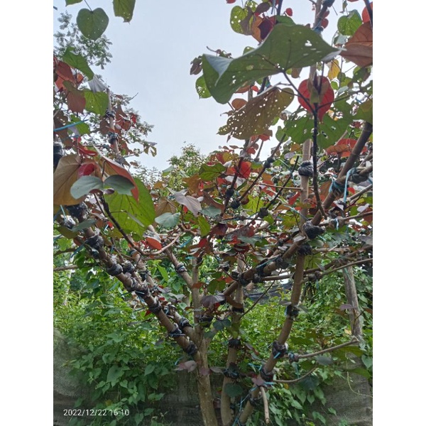 WARU MERAH PROGRAM PECAH BATANG