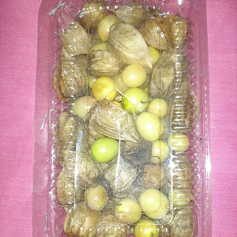 

Buah Ceplukan Ciplukan