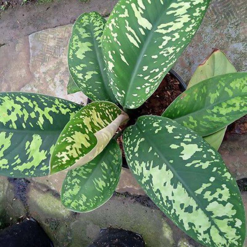 BISA(COD)HOMALOMENA WALISI