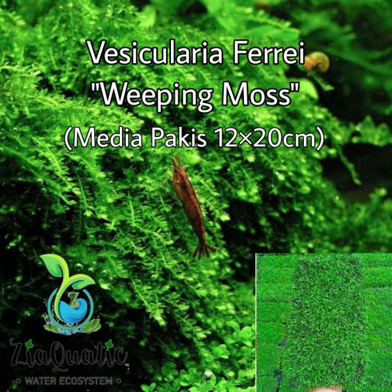 Tanaman Aquascape Moss Weeping Lempeng Media Pakis Besar