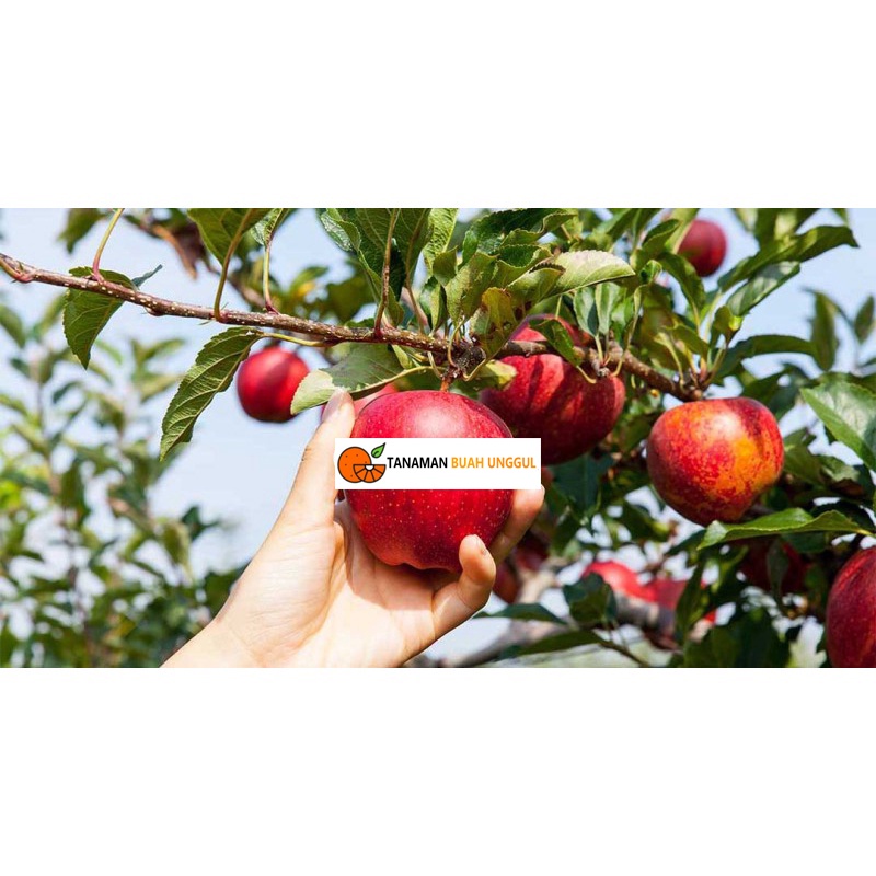 Bibit Apel Fuji Merah Cangkok Siap Berbuah
