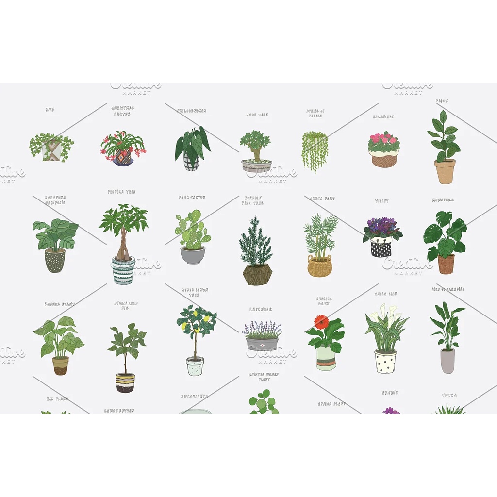 Indoor Plants
