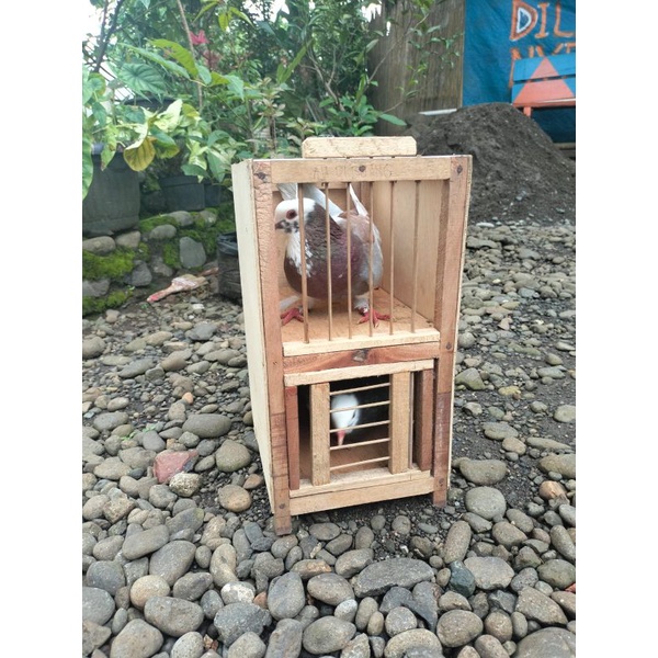 kandang Gabur merpati pos dua pintu