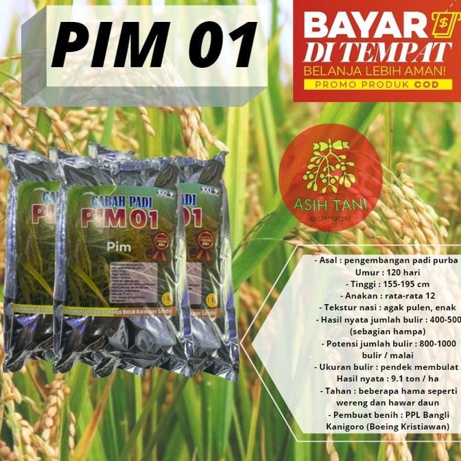 ELV32 Benih Padi Unggul Pim 1 Bibit Padi Pim 1Kg 4160