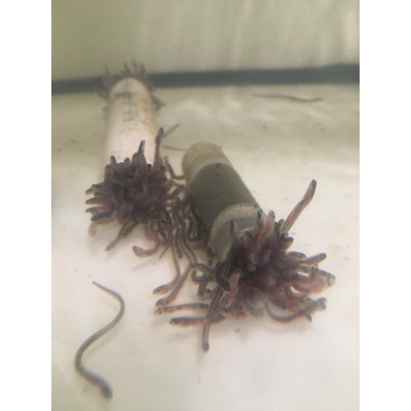 Jual Glass Eel baby sidat rekondisi Shopee Indonesia