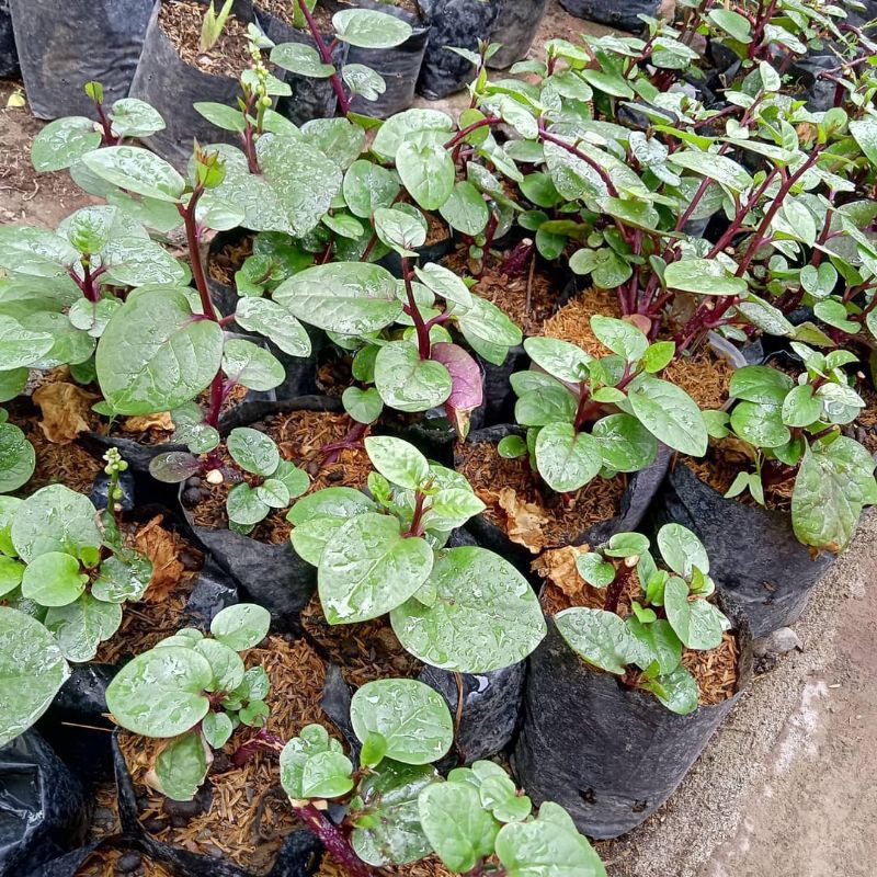 daun binahong bibit herbal