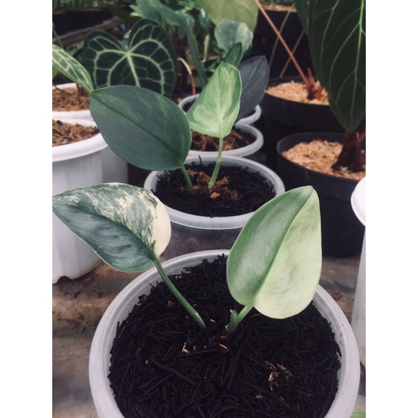 Scindapsus Rubicon Variegata