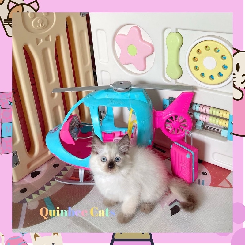 kucing Himalaya Seal Point jantan