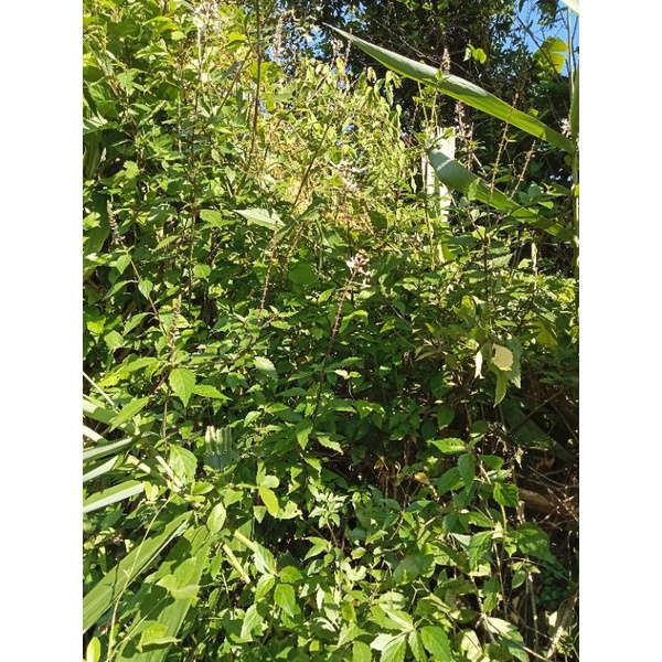 

daun kumis kucing segar 100 gr