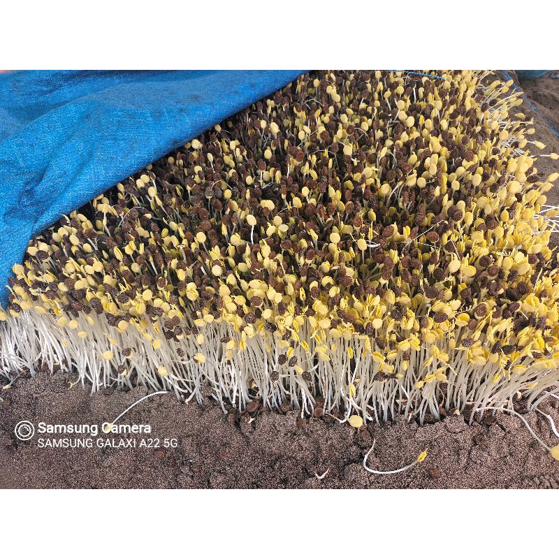 

SAYUR ALE/KECAMBAH ALE KLAMPIS ASLI