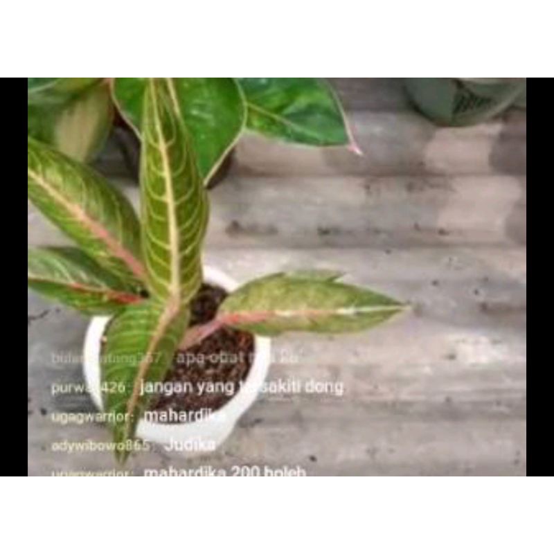 aglonema mahardika