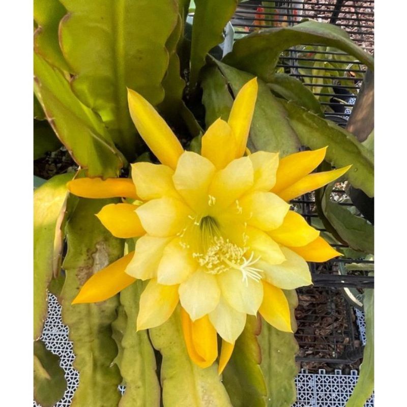 Wijaya Kusuma Bunga kuning - tanaman hias Wijaya Kusuma - bunga hidup - Wijaya Kusuma murah