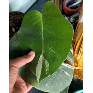 MONSTERA VARIGATA DAUN AKTIF
