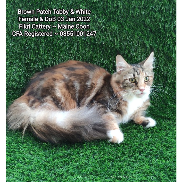 Kucing Mainecoon Brown Patch Tabby &amp; White CFA