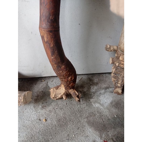 Batang Pohon Akar Bambu Kering untuk Dekorasi Hiasan Rumah Ruang Tamu Properti Background Foto Dangk