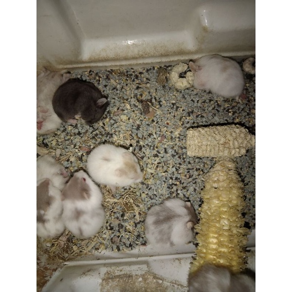 Packing Hamster Berbagai Jenis