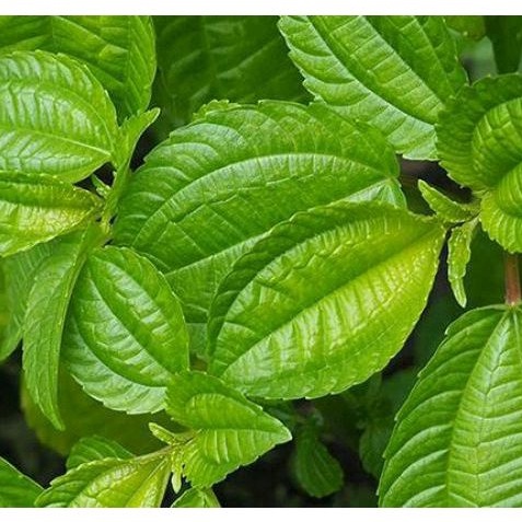 

daun pohpohan segar untuk lalab sambal untuk obat juga bisa 100 lembar