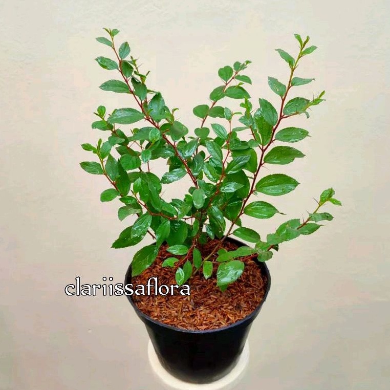 (bisa cod) pohon bidara arab - tanaman bidara