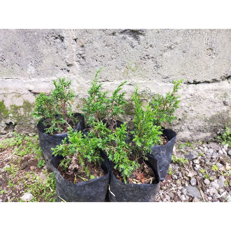 Paket 5 Pohon Cemara Sargenti Jarum/ Bahan Bonsai Cemara Sargenti Jarum