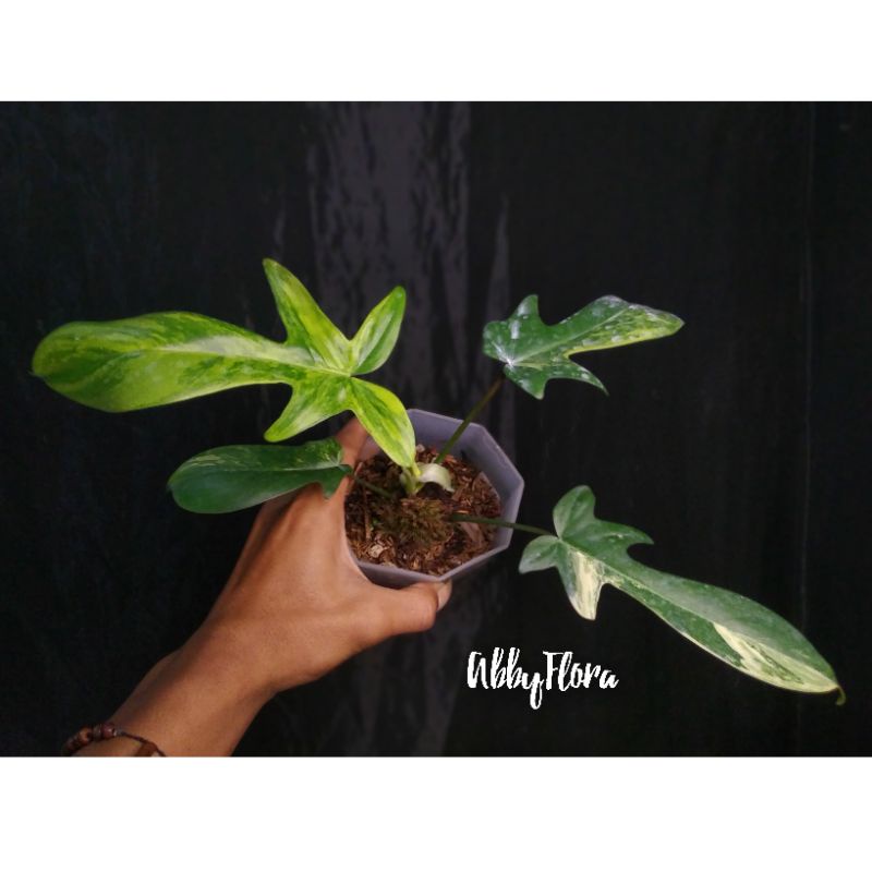 Philodendron Florida beauty variegated - Flobe murce - Flobe ekonomis