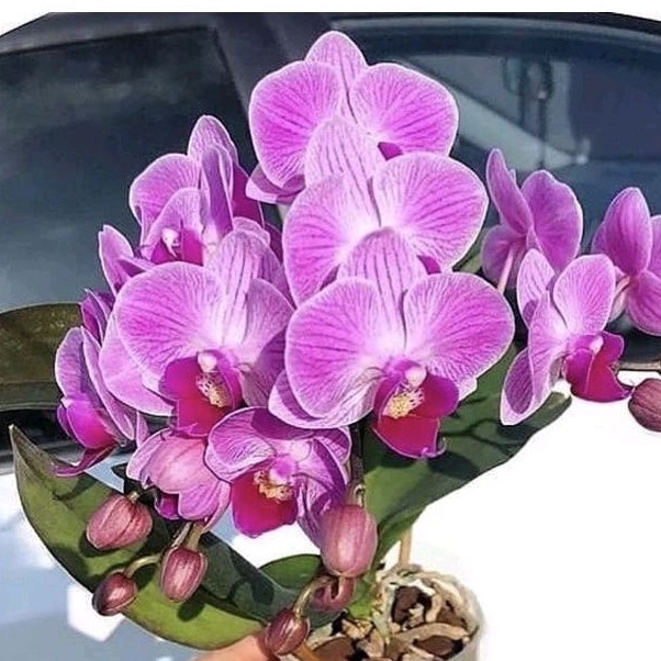 PROMO ANGGREK BULAN DEWASA BY GRIYA ANGGREK NAGARI