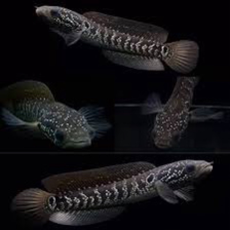 

ikan channa asiatica WS super DOT 14cm