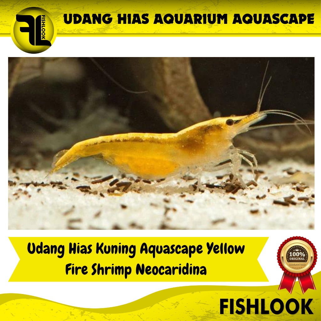 Udang Hias Kuning Aquascape Yellow Fire Shrimp Neocaridina Aquarium