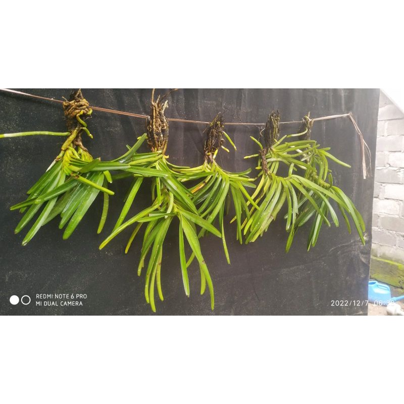 Ascocentrum Miniatum (Vanda Mini)