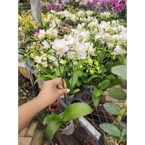 Stok Baru PROMO Anggrek Bulan Mini Kondisi Knop Mekar