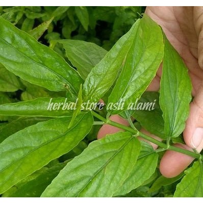

Daun belalai gajah segar/daun kalingsir segar/dandang gendis pembunuh kanker