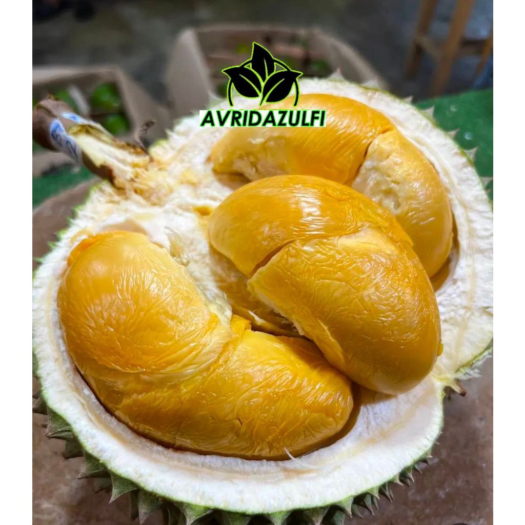 Bibit Durian Duri Hitam Kaki 3 Super Okulasi