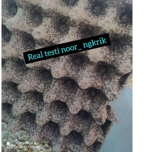 

PRODUCT TERLARIS [SIAP COD] TELUR JANGKRIK ALAM SUPER BERAT 1 ONS BERKUALITAS ☃ 891