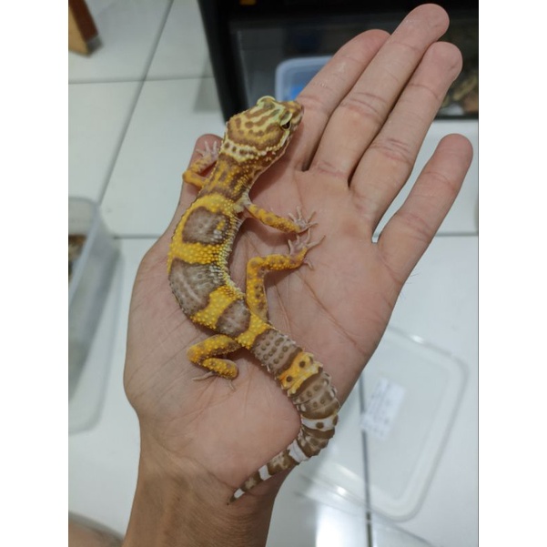 Gecko Leopard Tremper Ph DB
