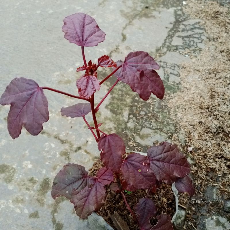 Rosela merah tanaman herbal bunga rosela