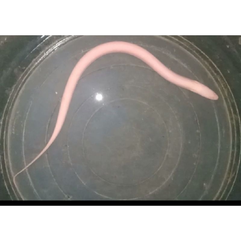 BELUT PUTIH MATA MERAH,ALBINO 3 ekor