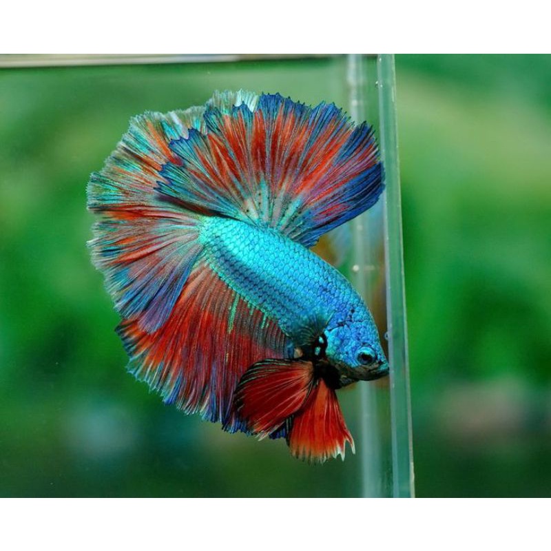 HALMOUN MALE SIZE L+