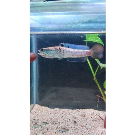 Channa Blue Pulcra Sepek Kontes