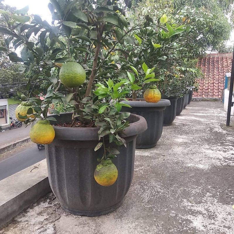 Pupuk Booster Organik Pelebat Buah Jeruk Dan Perangsang Agar Cepat Berbuah