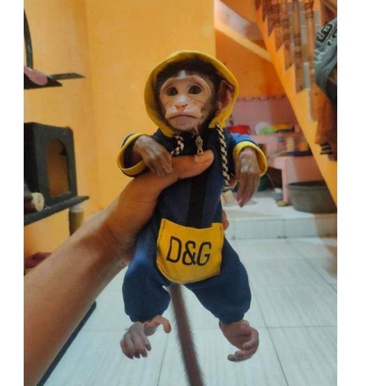 Harga Terupdate BAJU MONPAI & BERUK BABY & DEWASA.baca diskripsi  ukuran sebelum memesan