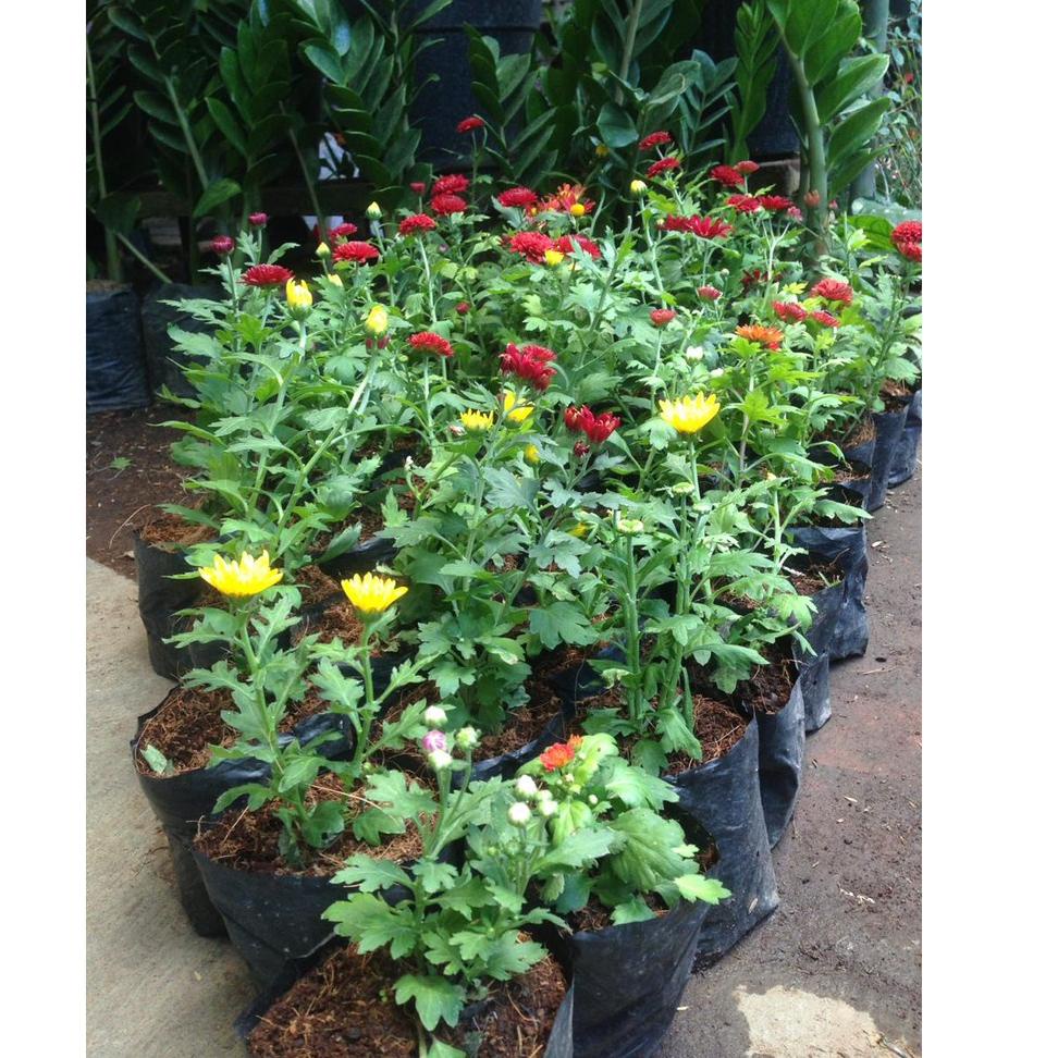 ↦ Tanaman Hias Krisan Polybag Hidup - Krisan Polibag Berbunga - Tanaman Hias Bunga Hidup - Bergarans